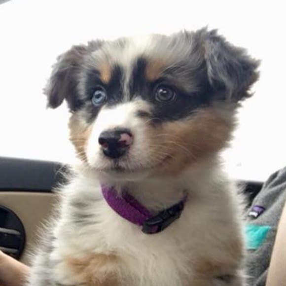 Meet your Posher, Lilie - Picture 1 of 1